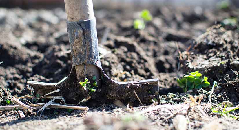 Coniferen planten